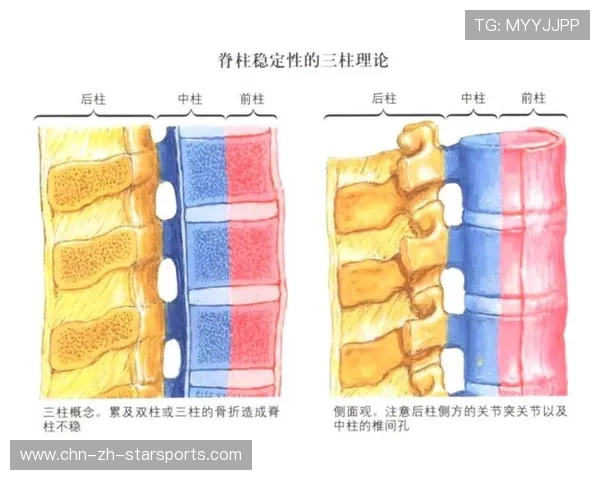 后腰支撑中轴稳定性，什么叫腰椎中后柱
